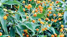 Buddleja globosa with clusters of bright-orange flowers